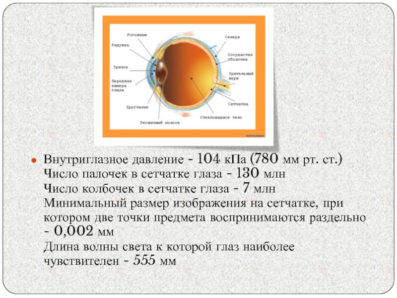 Зрение с точки зрения физики индивидуальный проект