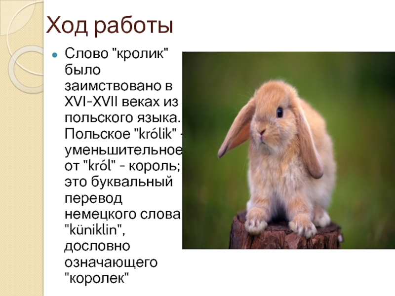 Перевод текста rabbit