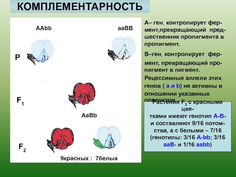 Генотип как целостная система. Летальные аллели. Комплементарность примеры. Комплементарность 9::6:1. Комплементарность душистый горошек.