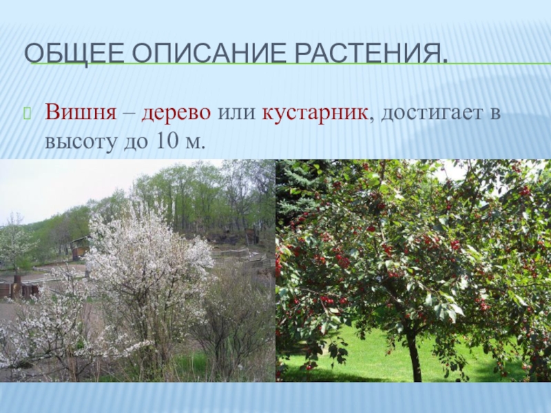 Вишня это дерево или кустарник. Вишня дерево или кустарник. Дерево вишня описание. Вишня это дерево или кустарник 2 класс. Вишня это дерево или кустарник окружающий мир.