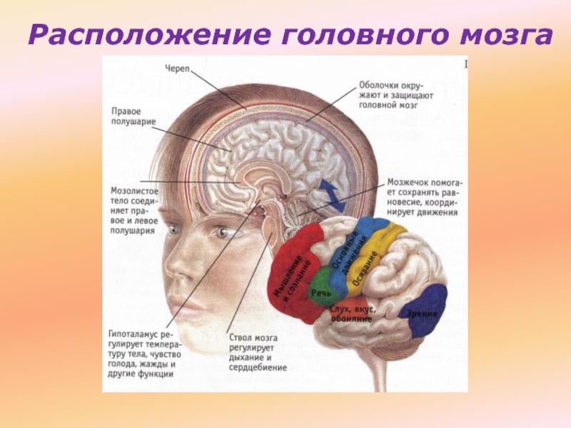 Человек мозг человека презентация 4 класс 8 вид