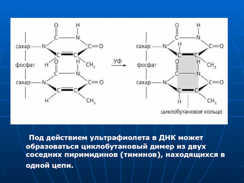 Образование димеров. Циклобутановый пиримидиновый димер. Димеры ДНК. Димеры примеры. Димер Тимина.