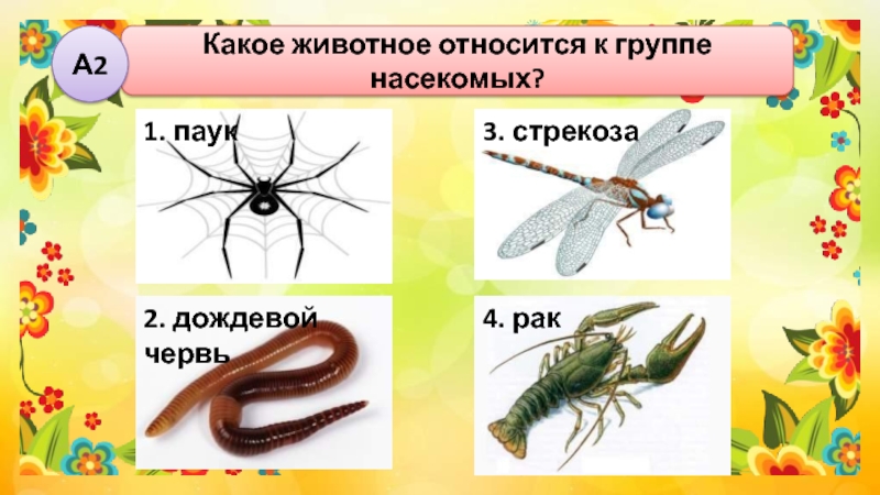 К какому типу относят насекомых. К группе насекомых относятся. Животные относящиеся к группе насекомых. Какие животные относятся к насекомым.