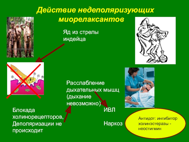 Т действия. Антидот миорелаксантов. Миорелаксанты индейцев.