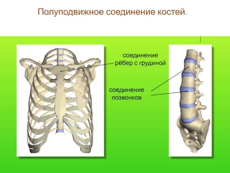 Какие кости полуподвижно соединены между собой. Полуподвижные соединения костей. Полуподвижное соединение кости. Грудная клетка полуподвижное соединение. Неподвижные полуподвижные и подвижные соединения костей.