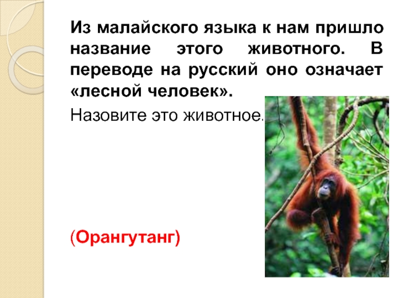 Из малайского языка к нам пришло название этого животного. В переводе на русский оно означает «лесной человек».