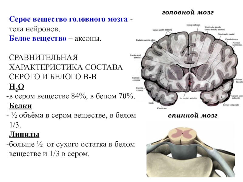 Серый мозг латынь. Головной мозг состоит из белого и серого вещества. Из чего состоит белое и серое вещество головного мозга. Структура серого вещества мозга. Серое вещество головного мозга состоит.