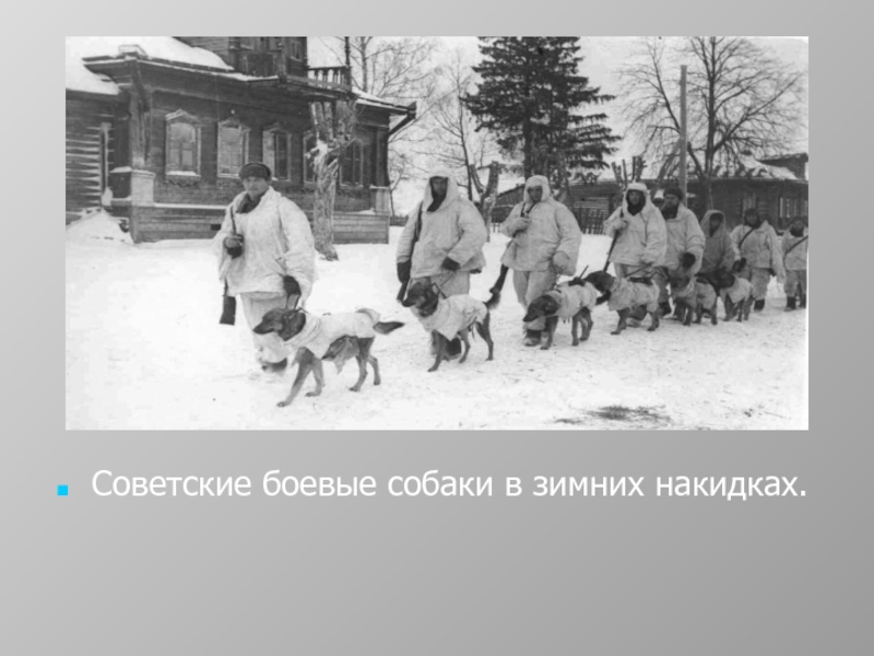 Советские боевые собаки в зимних накидках.