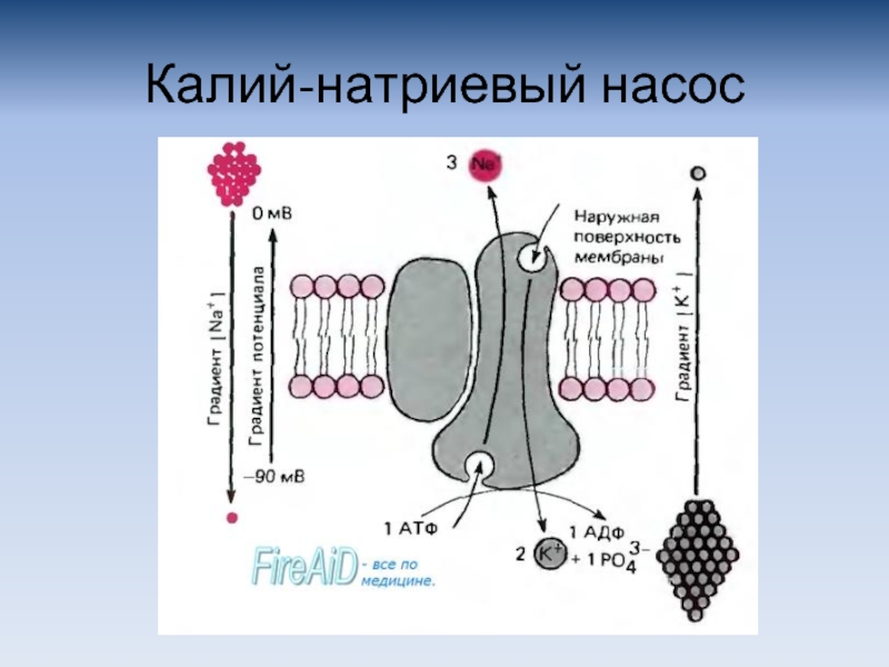 Калий натриевый насос схема