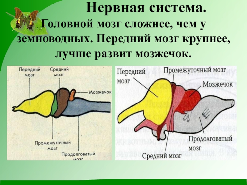 Передний мозг рептилий. Строение нервной системы рептилий. Головной мозг рептилий. Нервная система пресмыкающихс. Головной мозг земноводных.