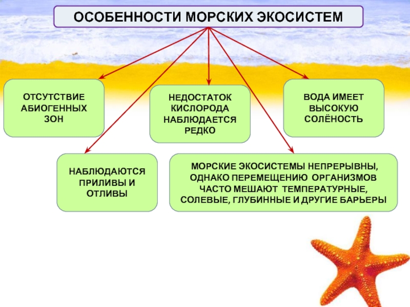 Видовой состав океана. Морская экосистема характеристика. Морские экосистемы виды. Особенности морских экосистем. Характеристика водной экосистемы.