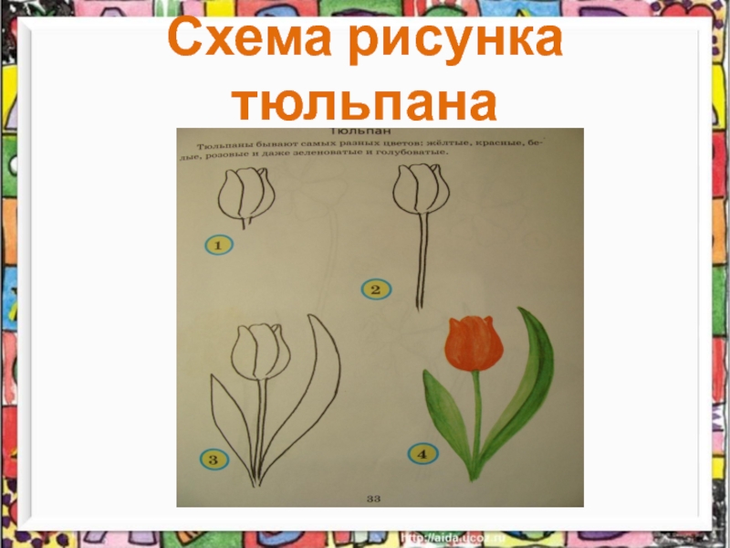 В изображенном на рисунке опыте тюльпан. Строение тюльпана рисунок с описанием. Строение тюльпана рисунок для детей. Посадили 12 тюльпанов по 6 схематический рисунок. Посадили 12 тюльпанов по 6 тюльпанов в каждом ряду.