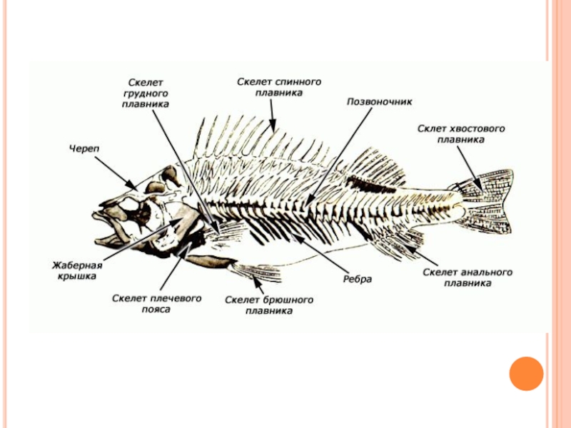 Внутренний скелет костной рыбы. Строение скелета хрящевых рыб. Хрящевые рыбы внутреннее строение скелета. Строение скелета костистой рыбы. Опорно двигательная система система рыб.