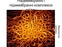 Надмембранні і підмембранні комплекси клітин