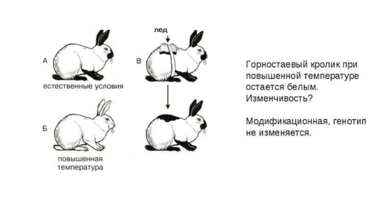 На рисунке изображены горностаевые кролики выращенные при разных температурах окружающей среды какое