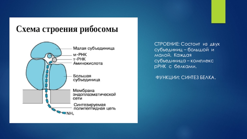 Состоящая из 2. Субъединица белка это. Состоит из двух субъединиц. Состоит из большой и малой субъединиц. Состоит из двух суб елиниц большой и малой.