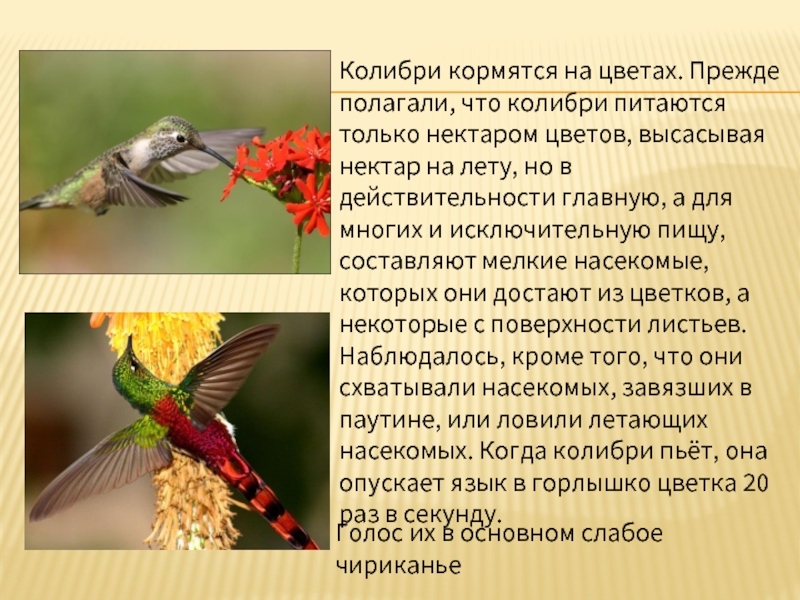 Колибри кормятся на цветах. Прежде полагали, что колибри питаются только нектаром цветов, высасывая нектар на лету, но
