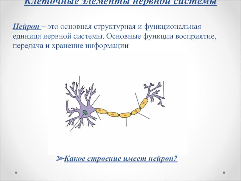 Клеточные элементы нервной системыНейрон – это основная структурная и функциональная единица нервной системы. Основные функции восприятие, передача