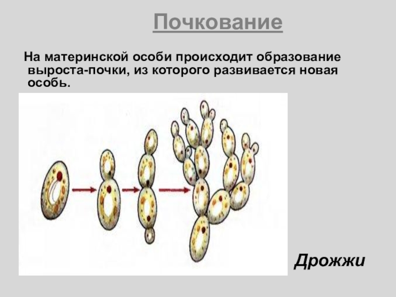 Схема процесса почкования