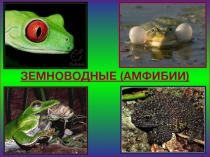 Земноводные - амфибии