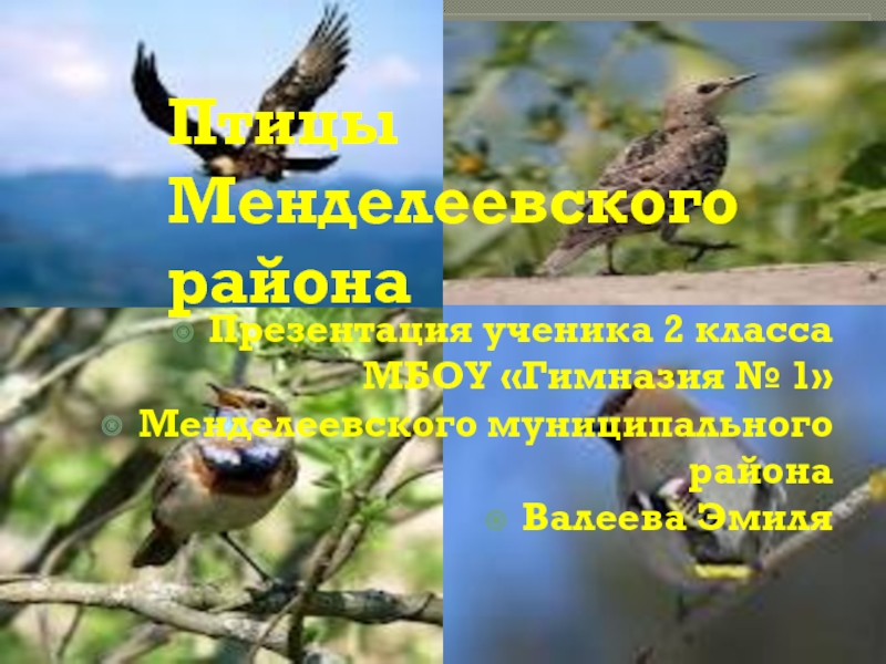 Птицы Менделеевского района