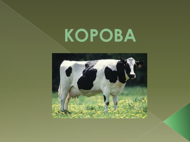 Презентация КОРОВА
