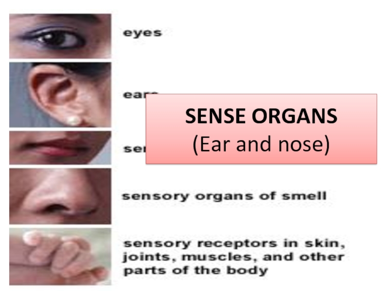 SENSE ORGANS (Ear and nose)