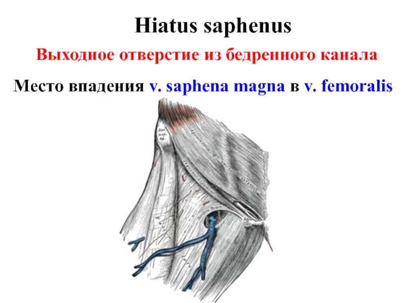 Бедренные грыжи топографическая анатомия презентация