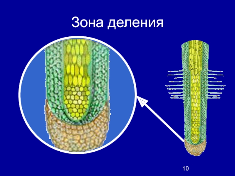 Зона деления корня. Клетки корня. Клетки зоны деления и зоны роста корня. Срез зоны деления. Всасывающие ткани растений.