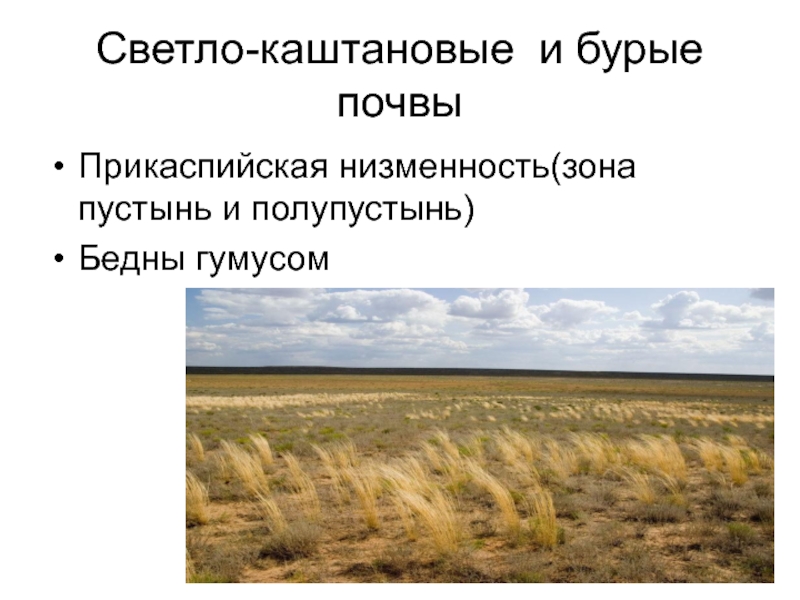 Особенности почв полупустынь. Почвы пустынь и полупустынь в России. Почвы пустынь и полупустынь в России 8 класс. Полупустыни и пустыни почвы. Каштановые и светло-каштановые почвы.