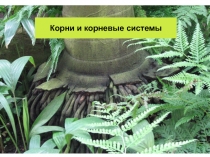 Корни и корневые системы