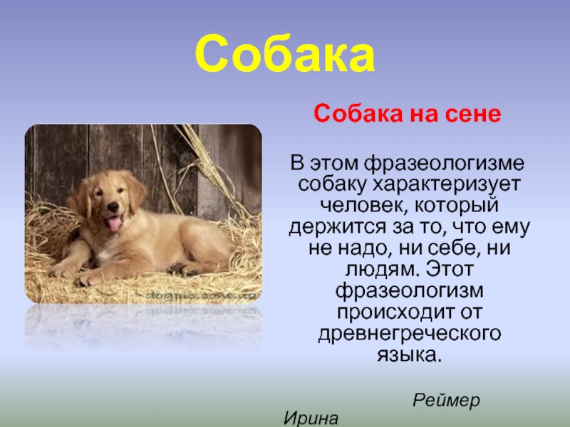 Слово сене. Фразеологизмы про собаку. Собака на сене фразеологизм. Фразеологизмы особаказ. Фразеологизмы со словом собака.