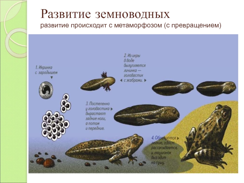 Черепахи развитие с метаморфозом. Схема развития земноводных 3 класс. Размножение и развитие земноводных. Метаморфоз земноводных. Развитие с метаморфозом у земноводных.