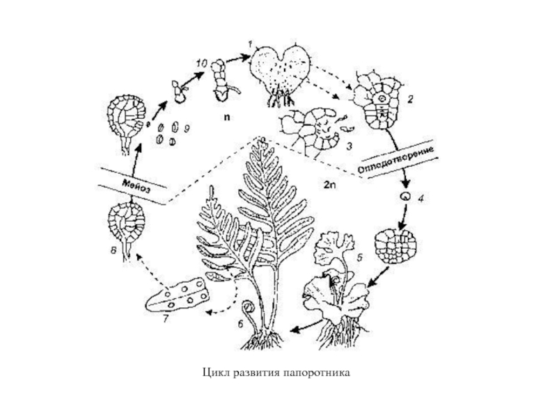 Пользуясь схемой опишите цикл развития папоротника стрелками покажите этапы развития