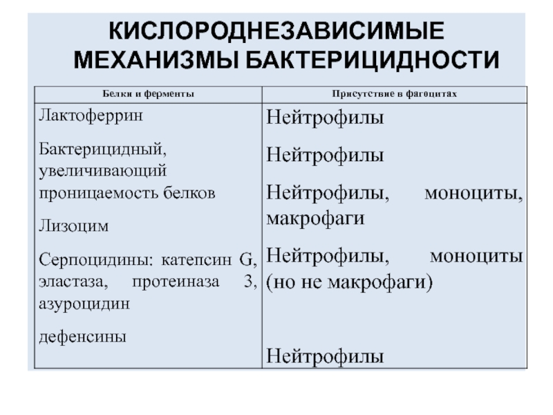 Бактерицидные ферменты. Схема кислороднезависимых бактерицидных механизмов фагоцитов. Кислороднезависимые механизмы бактерицидности. Кислородзависимые бактерицидные механизмы нейтрофилов. Кислородзависимые факторы бактерицидности.