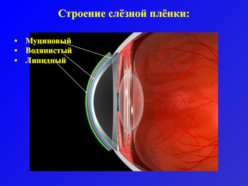 Физиология органа зрения. Анатомия и физиология органа зрения. Строение слезной пленки. Анатомия и физиология органа зрения презентация. Анатомия и физиология органа зрения лекция.