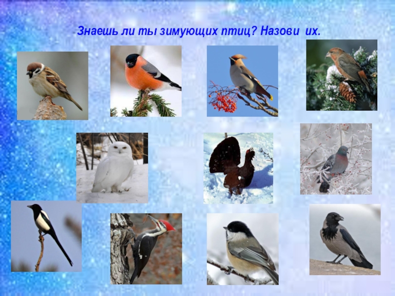 Мероприятия птицы наши друзья. Наши зимующие птицы. Зимующие птицы наши друзья. Наши пернатые друзья зимующие птицы.
