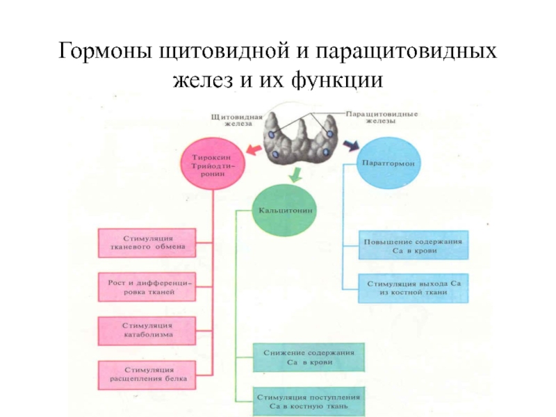 Гормоны и их функции презентация