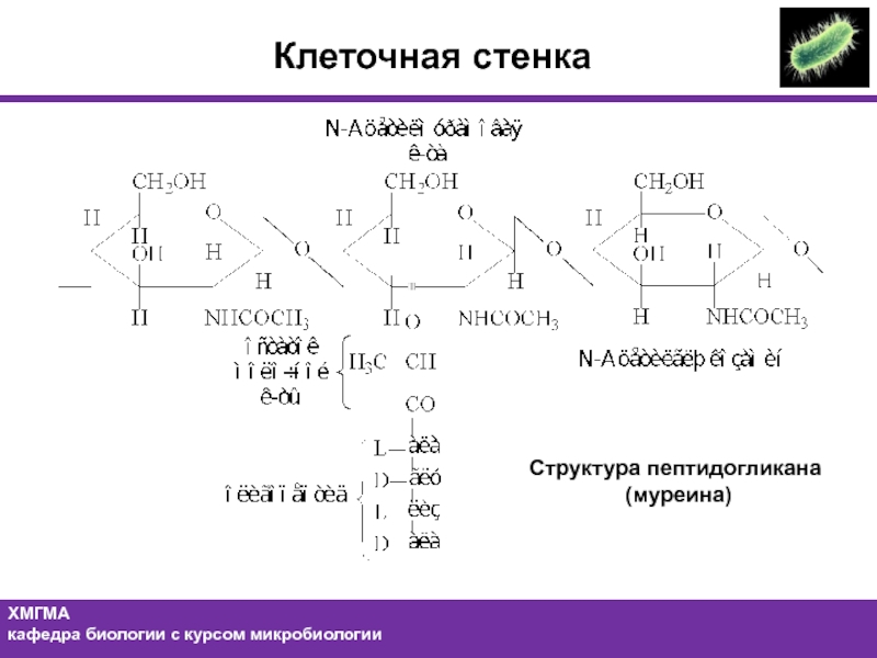 Муреин стенка. Структурная формула муреина. Муреин полисахарид. Муреин структура. Структурные единицы муреина.