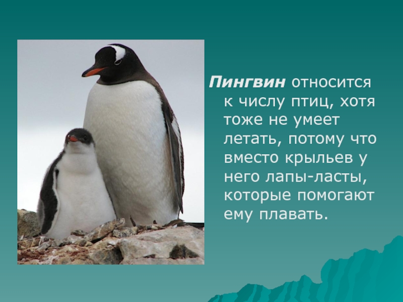 Про пингвина рассказ 1. Рассказать о пингвинах. Рассказ о пингвине. Пингвин маленький рассказ. Доклад про пингвинов.