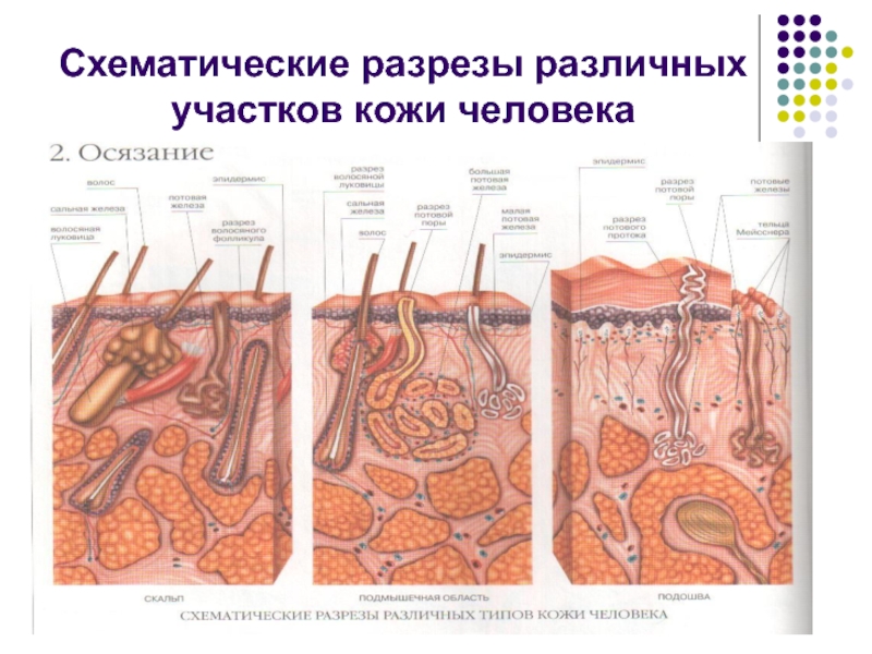 Толщина кожи. Строение кожи. Кожа на разных участках тела. Строение кожи человека толщина.