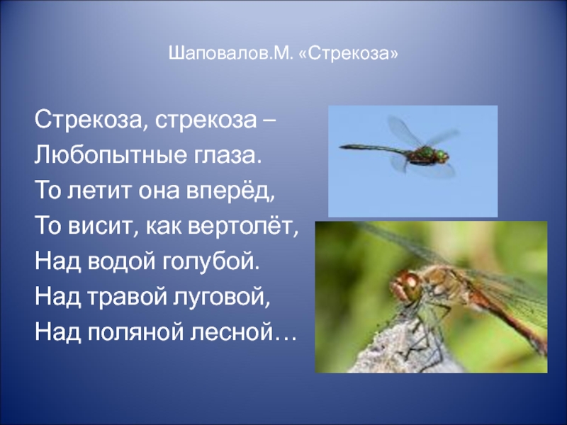 Стрекоза на украинском языке перевод. Стих про стрекозу. Стишок про стрекозу для детей. Загадка про стрекозу. Детские стихи про стрекозу.