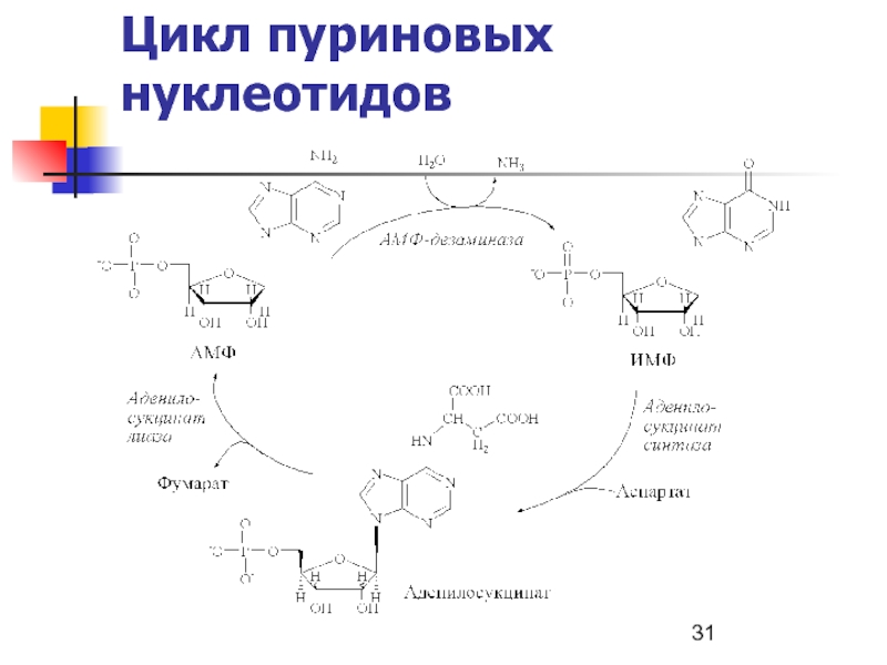 Цикл 31. Пуриновый цикл биохимия. Цикл амф ИМФ. Пуриновый цикл ИМФ. Схема пуринового метаболизма.