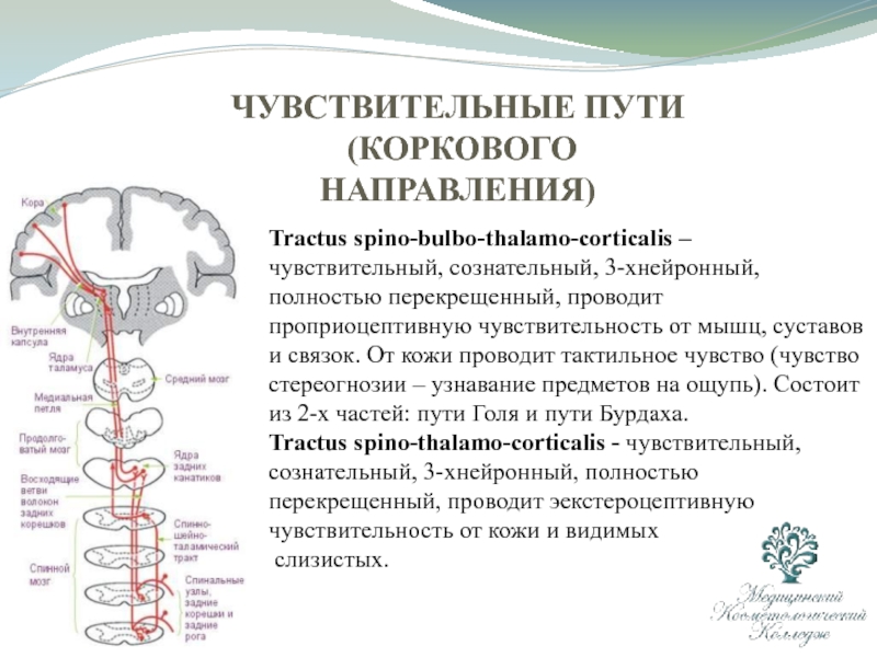 Бульботаламический путь схема