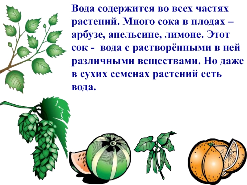 Вода содержится во всех частях растений. Много сока в плодах – арбузе, апельсине, лимоне. Этот сок -