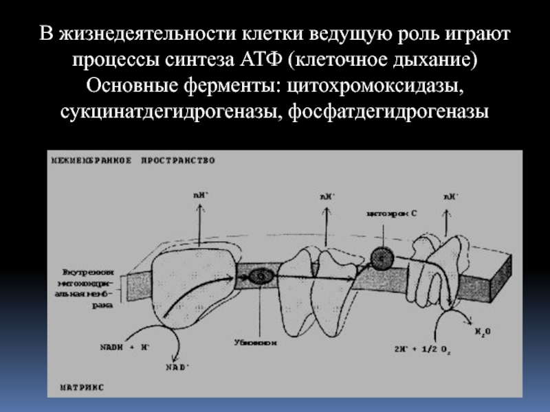 Кожная сенсорная система. Роль сенсорных систем в плавании. Сенсорные системы по роли в жизнедеятельности. Диффузные процессы сенсорной системы.