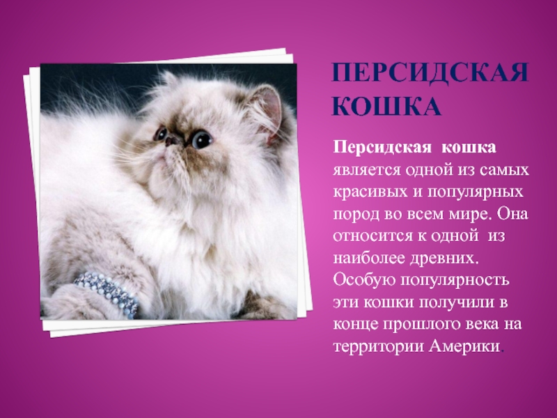 Как ухаживать за персидским. Персидская кошка. Персидская кошка информация. Рассказ о персидской кошке. Факты о персидских кошках.