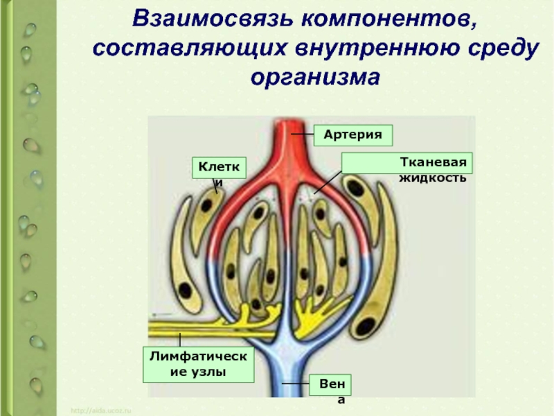 Выберите функцию тканевой жидкости рассмотрите схему внутренней среды организма