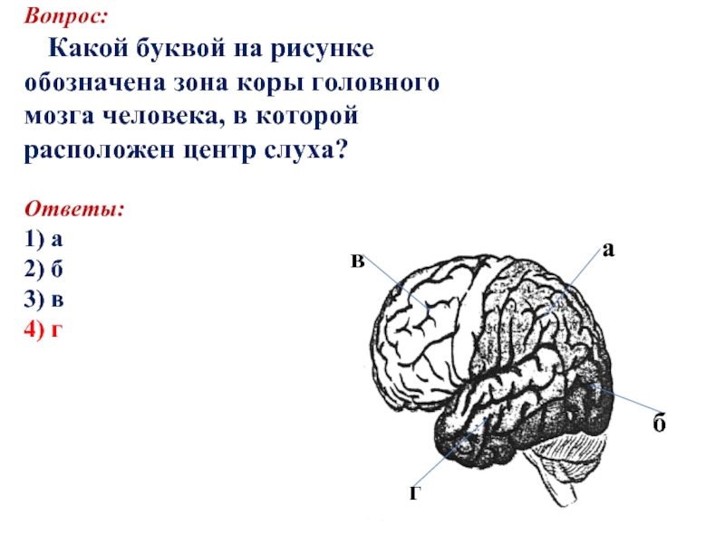 Какой цифрой на рисунке обозначена доля головного мозга в которой расположена слуховая зона