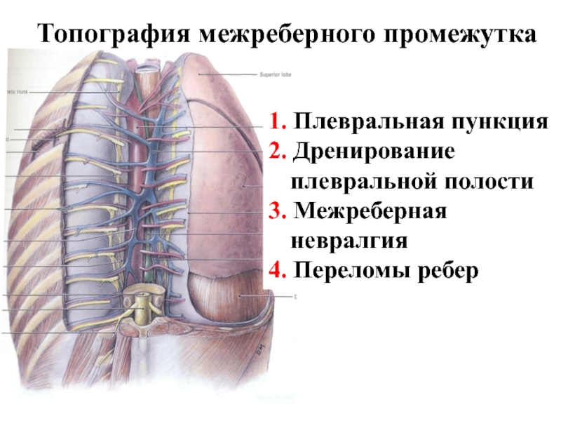 Схема строения межреберного промежутка